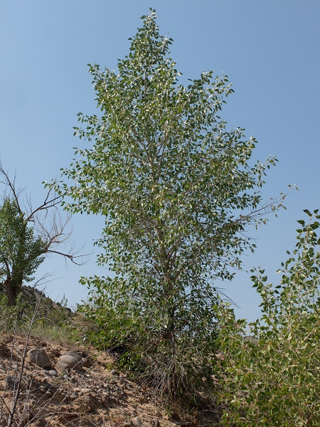 Populus acuminata